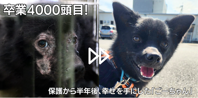 全国「殺処分ゼロ」を目指すピースワンコ・ジャパン、保護犬の譲渡・返還数が4000頭を突破