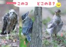 ◆プロローグ　このコどこの子？