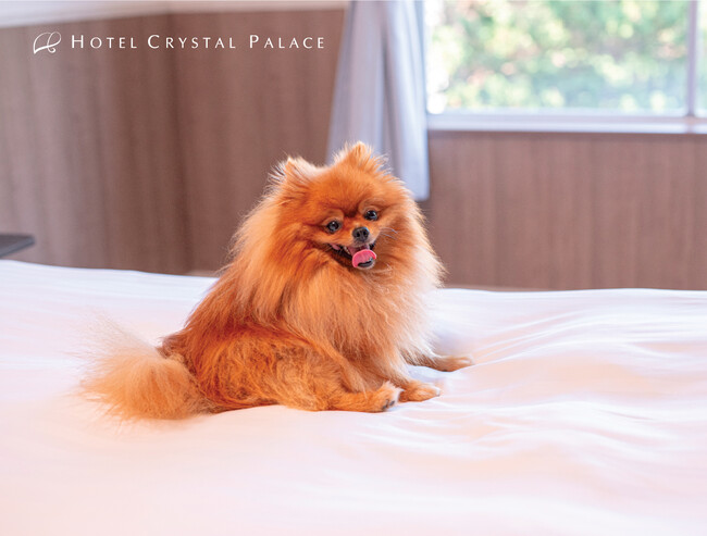 新たなるワンダフル体験！ペットと泊まれるホテルで茨城の観光名所を巡る特別な旅を満喫！