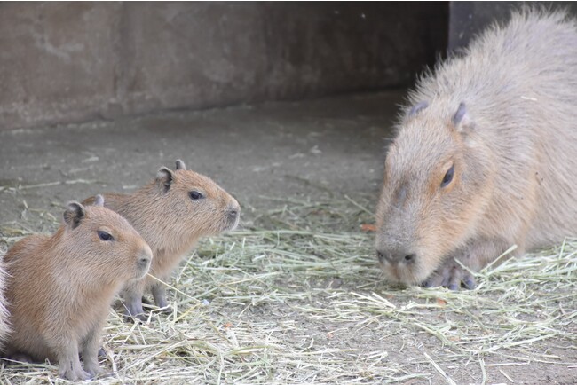 伊豆シャボテン動物公園で「ヨザル」と「カピバラ」の赤ちゃんが誕生！