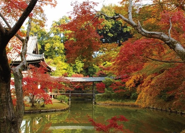 １日100名限定で京都東山の名刹を独占！「京都の紅葉　高台寺早朝貸切拝観」ツアーを好評販売中