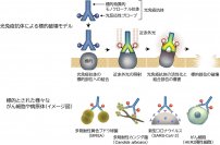 光免疫抗体を用いて標的を狙い打つ、光免疫療法の戦略手法を確立