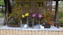 古典菊・菊盆栽の展示