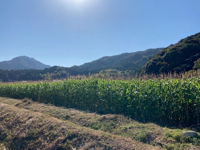 耕作放棄地を開墾したトウモロコシの収穫を11月14日（火）実施　物価高や円安に負けず、安全で高品質なびん牛乳の安定供給のために
