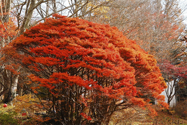 六甲高山植物園 樹齢約100年の大木！ドウダンツツジの紅葉が見頃 夜間イベント「ひかりの森～夜の芸術散歩～」も開催中