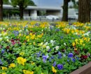 パンジー花壇(昨年の様子) パンジー花壇(昨年の様子)