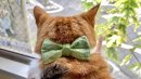 飼い猫の毛混合和紙の蝶ネクタイ 飼い猫の毛混合和紙の蝶ネクタイ