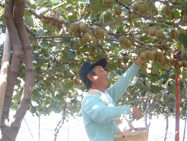 キウイの生産量日本一の愛媛県　休暇村瀬戸内東予では、糖度18度以上の極甘な高級フルーツ「レインボーキウイ」のお土産が付いた宿泊プランを12月1日より販売