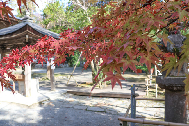 高槻市の古刹「神峯山寺」が秋色に染まる