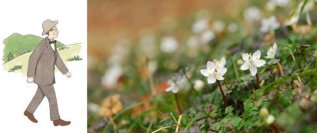 牧野富太郎が愛した花バイカオウレンが鑑賞できる六甲高山植物園 冬季特別開園