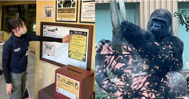 不要になったスマホの回収支援でゴリラの保全を呼びかけ、上野動物園など日本でゴリラを飼育する６園のうち４園で実施