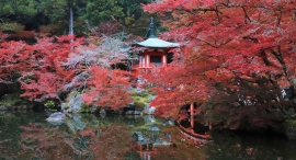 今秋の醍醐寺は見所満載~夜間拝観/奉納コンサート、五重塔特別御開扉、醍醐寺アカデミー・オープンテンプル、Matter’s Whisper-没入型展示などを開催 今秋の醍醐寺は見所満載~夜間拝観/奉納コンサート、五重塔特別御開扉、醍醐寺アカデミー・オープンテンプル、Matter’s Whisper-没入型展示などを開催