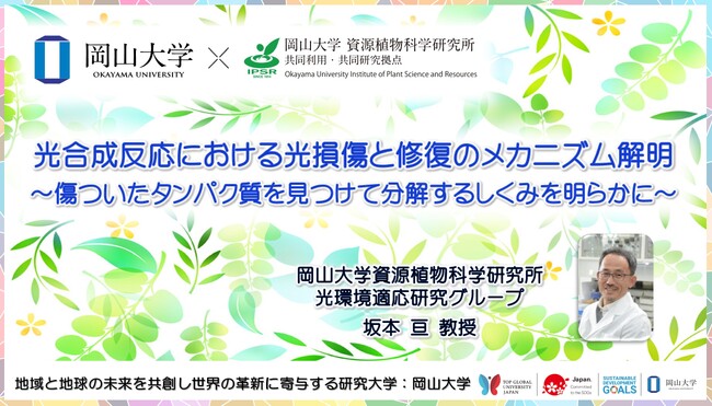 【岡山大学】光合成反応における光損傷と修復のメカニズム解明 ～傷ついたタンパク質を見つけて分解するしくみを明らかに～