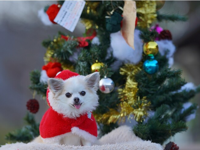 愛犬と泊まれる宿にてクリスマスプラン販売開始＜2023年12月22日～12月25日限定＞愛犬用ピザやデザート特典も