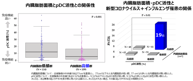 キリンと花王の共同研究で、内臓脂肪と免疫活性に関する日本初※１の発見