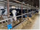 自社運営美深町牧場の牛 自社運営美深町牧場の牛