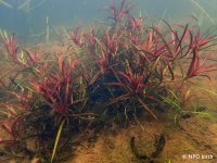 都立公園で東京都絶滅種「ヤナギスブタ」の復活を確認　～狭山丘陵パートナーズによる湿地再生プロジェクト～