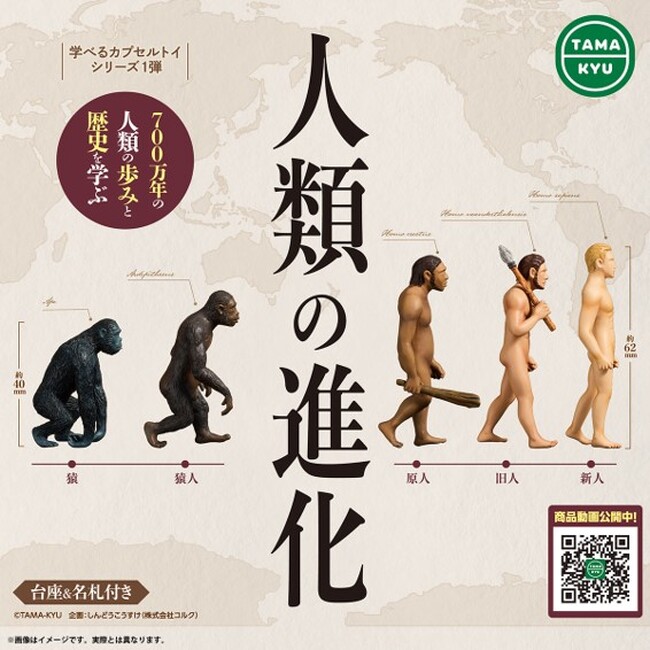 【新商品】700万年の人類の歩みと歴史を学ぶ「人類の進化」本日より全国のカプセルトイコーナーにて順次販売開始。