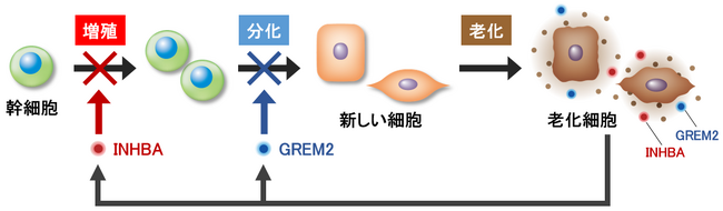 老化細胞から分泌されるタンパク質が肌の再生を阻害することを発見　～新品種の米から抽出したエキスが肌の再生を促す～