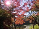 11月28日撮影 11月28日撮影