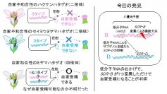牧野富太郎博士が命名した植物を使ってダーウィンの研究した自家受精進化の謎を解明