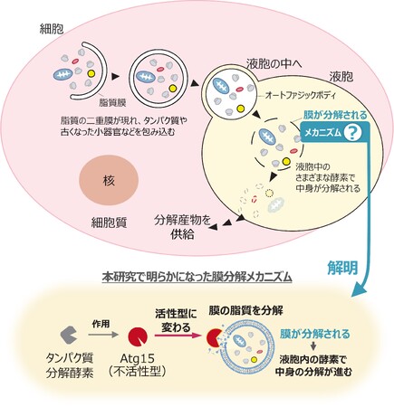 オートファジーの重要ステップ「膜分解」のメカニズムを解明