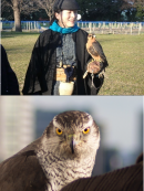 放鷹術の実演