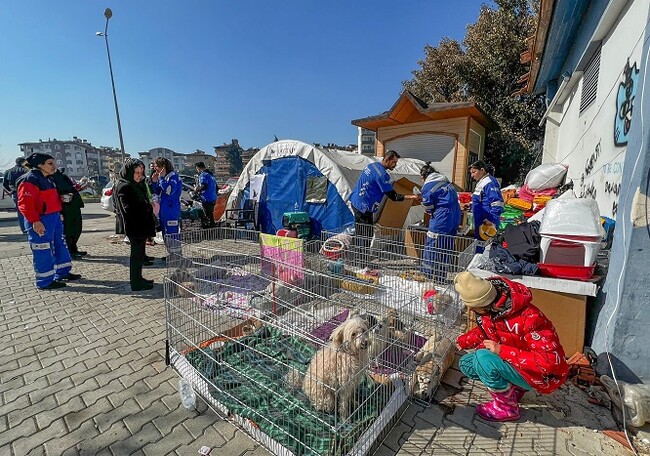 「トルコ・シリア大地震におけるペット救援募金」使途に関するご報告