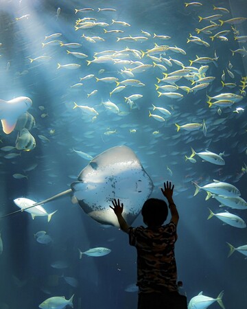 東京カメラ部タイアップ企画 四国水族館・AQUARIUM×ART atoa・スマートアクアリウム静岡「やっぱり水族館っていいなフォトコンテスト2023」入賞作品を決定！