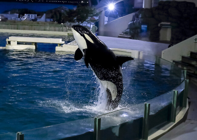 【鴨川シーワールド】シャチのナイトパフォーマンスや女性飼育員とのセミコース会食　閉館後の水族館で楽しむ「レディースナイトプラン」開催