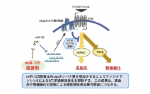 アンジオテンシンⅡ(血圧調節ホルモン)関連疾患の新たな治療戦略