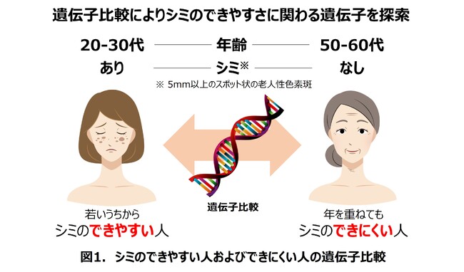 先天的なシミのできにくさに着目し新たなターゲットを発見