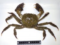 東京農業大学で養殖、「北海道モクズガニ」試食会と官能評価試験を実施　〜産業化と地域課題解決を目指して〜