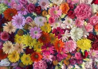 【フラワーロス救済】〜レイエスフィエスタ2023〜 お花すくいイベント開催！