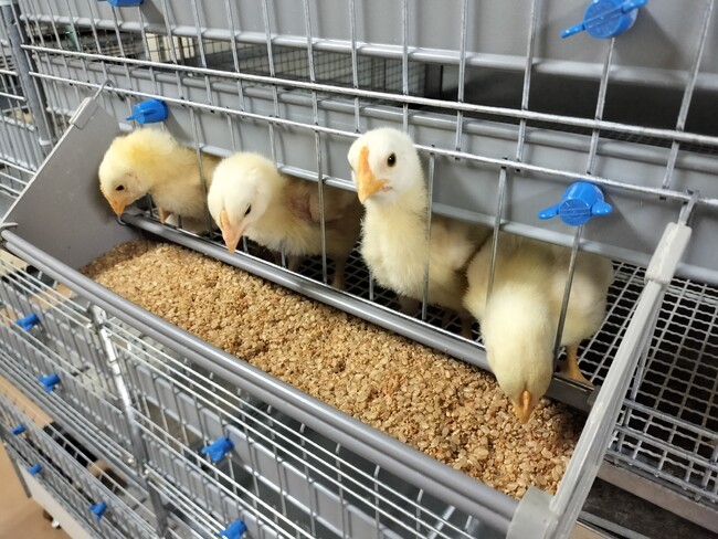 神戸大学と白鶴は、酒粕飼料による国産鶏肉の食味向上効果を確認！