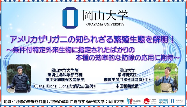 【岡山大学】アメリカザリガニの知られざる繁殖生態を解明！～条件付特定外来生物に指定されたばかりの本種の効率的な防除の応用に期待～
