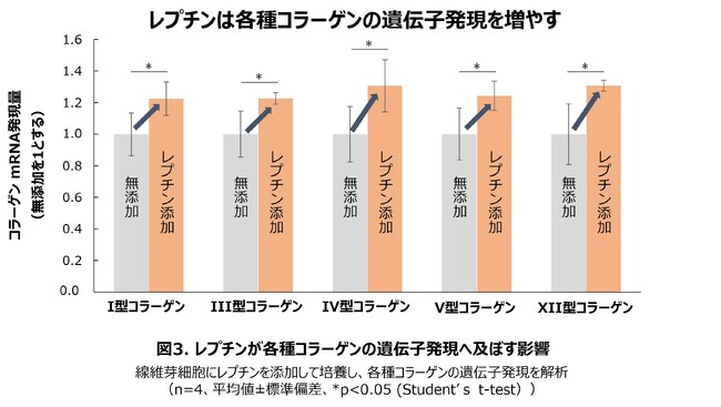 赤色光が真皮線維芽細胞に働きかけてコラーゲンを増やすのに重要なレプチン産生を高めることを発見