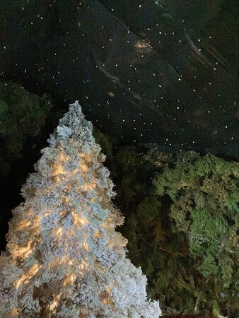 箱根強羅公園のクリスマスイルミネーション「森のトンネル」を開催！