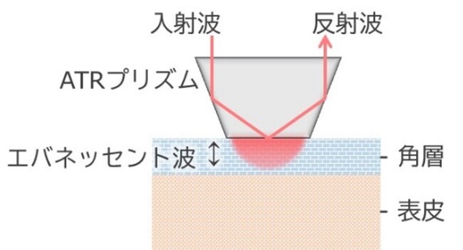 肌の水分測定技術の正確性を向上
