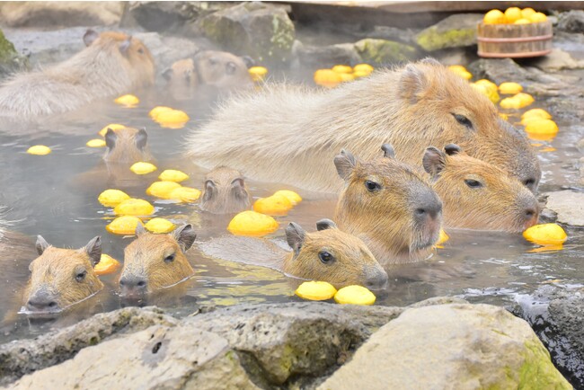 元祖カピバラの露天風呂「カピバラのゆず湯」が2023年12月16日(土)からスタート