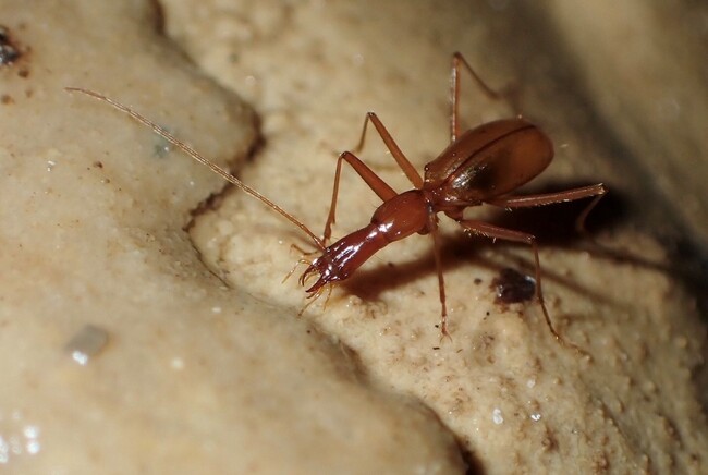 【国立科学博物館】沖縄本島・本部半島カルスト地域から超洞窟性昆虫を発見し、新属新種として記載