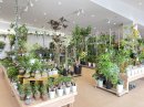 室内観葉植物売場