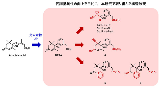 光に安定で且つ植物体内で不活性化されにくいアブシシン酸アゴニストの開発