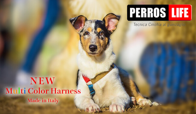 新登場!イタリア製「PERROS」犬用ハーネス マルチカラー!