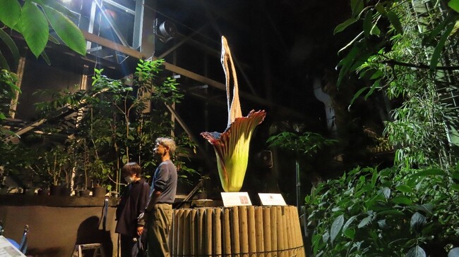 【国立科学博物館 筑波実験植物園】日本初！世界で最も大きな「花」をもつ植物のひとつショクダイオオコンニャクの結実・種子発芽に成功しました
