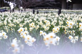 葛西臨海公園のスイセン（令和５年２月の様子）