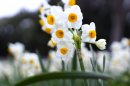 葛西臨海公園のスイセン（令和５年２月の様子）