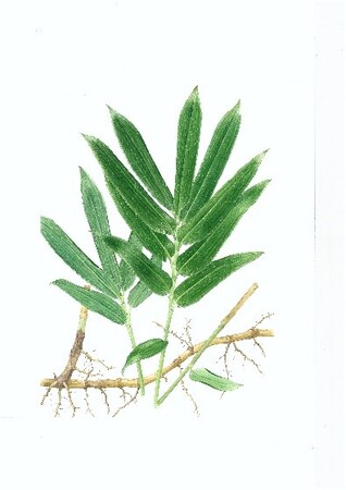 【国立科学博物館】牧野富太郎の業績と植物の観察眼を紹介　ミニ企画展「牧野富太郎と植物を観る眼」開催のご案内