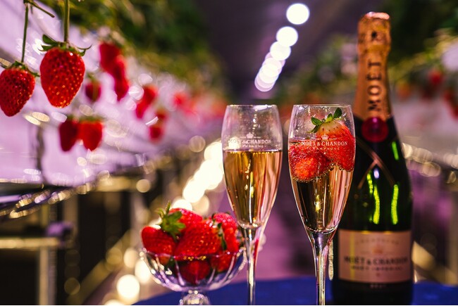 夜のいちご狩り×シャンパン飲み放題「シャンパンベリーナイト」開催 ～ハウス貸切！摘みたていちごとモエ・エ・シャンドンで甘い夜のひとときを～
