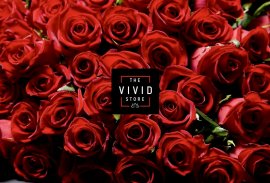 VIVID / THE STORE VIVID / THE STORE